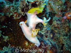 Nudibranchs mating with eggs at their side. Taken in Tiom... by Michelle Ng 